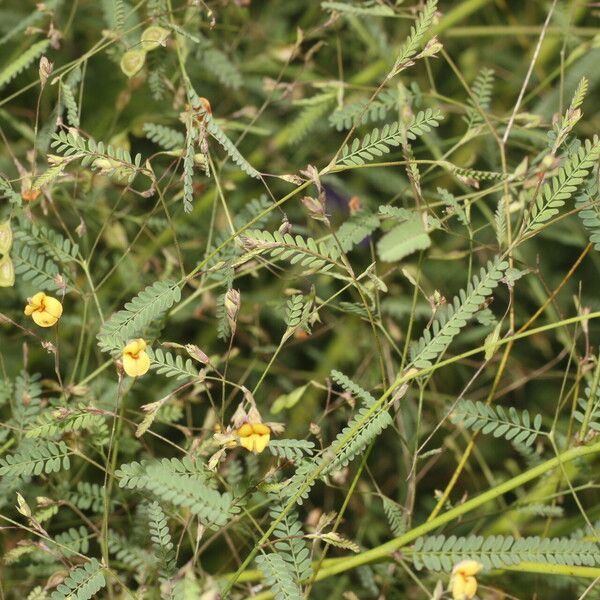 Aeschynomene filosa Blomst