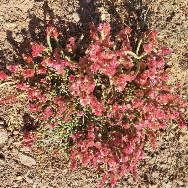 Anabasis articulata Flors