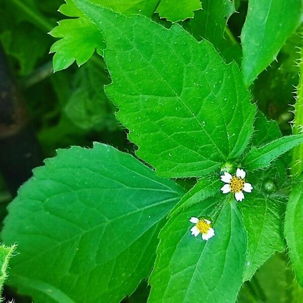 Galinsoga quadriradiata Flor