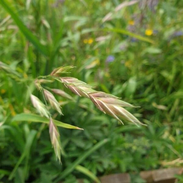 Bromus secalinus Плод