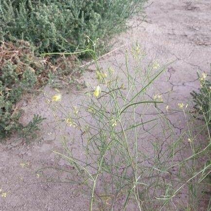 Sisymbrium altissimum Leaf