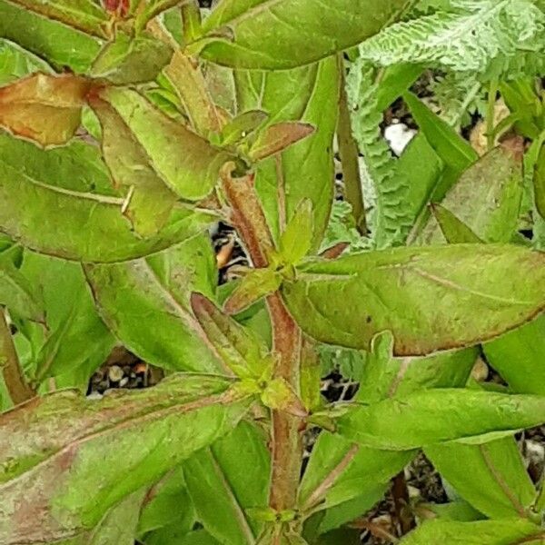 Oenothera fruticosa Leaf