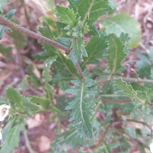 Diplotaxis erucoides Lapas