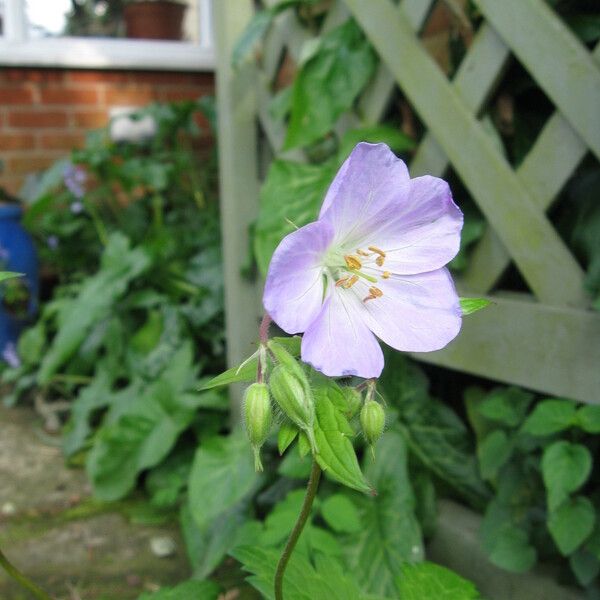 Geranium maculatum Flower