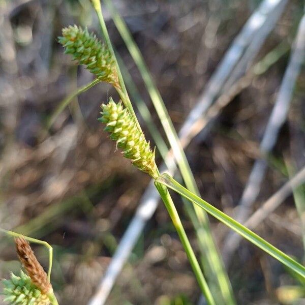 Carex extensa Kukka