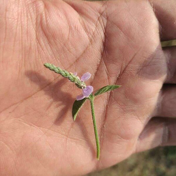 Rungia repens Foglia