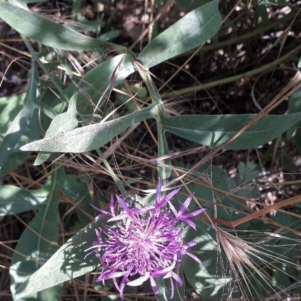 Centaurea scabiosa Fleur