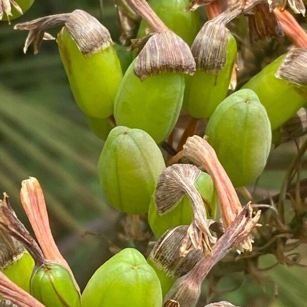 Aloe striata Fruit