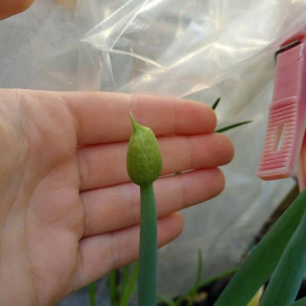 Allium fistulosum Flower