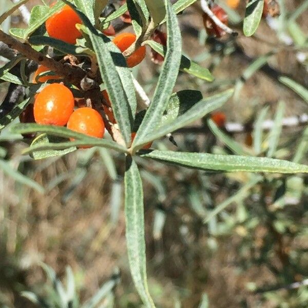 Hippophae rhamnoides Muu