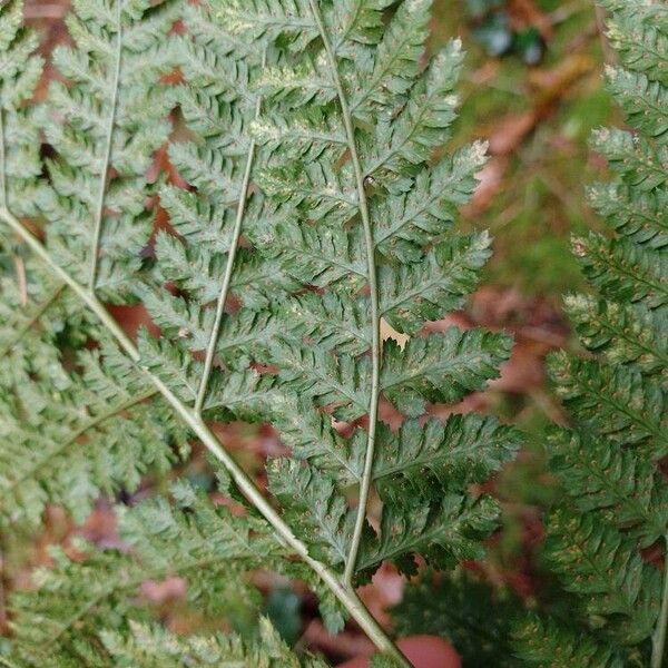 Dryopteris dilatata Листок