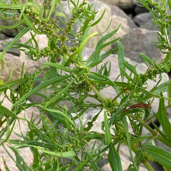 Rumex palustris Blomma