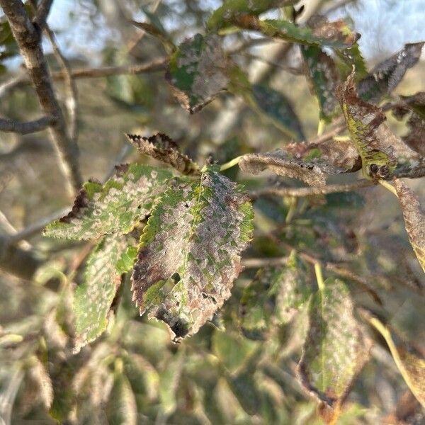 Ulmus laevis List