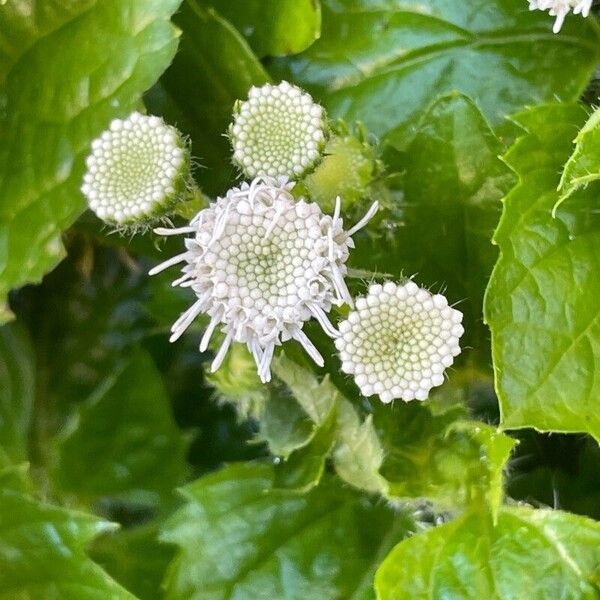 Ageratum houstonianum പുഷ്പം