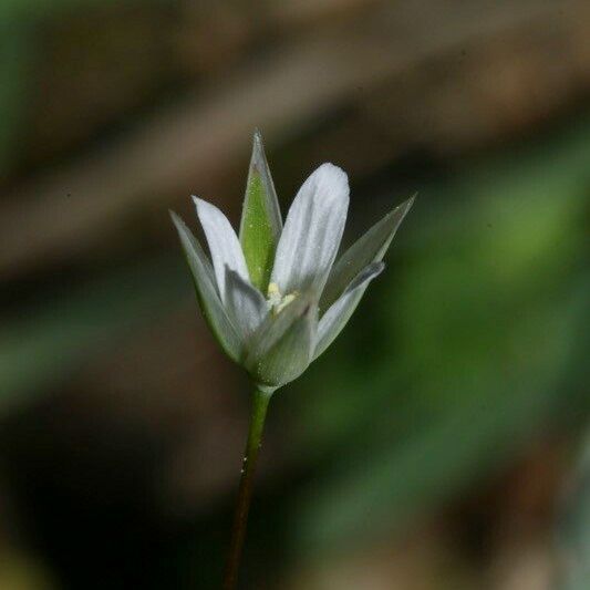 Moenchia erecta 花