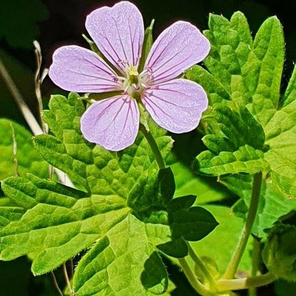 Geranium aculeolatum Flower