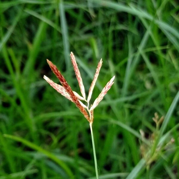 Cyperus longus Цвят