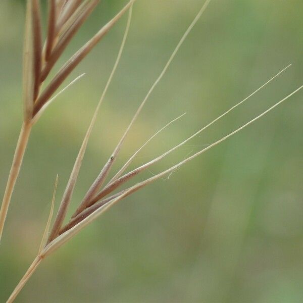 Vulpia bromoides Natur