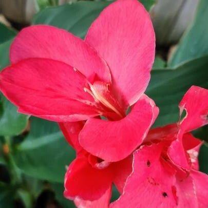 Canna × hybrida Õis