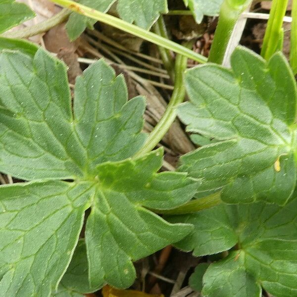 Ranunculus acris Leaf