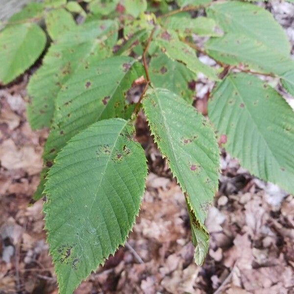 Ostrya virginiana List