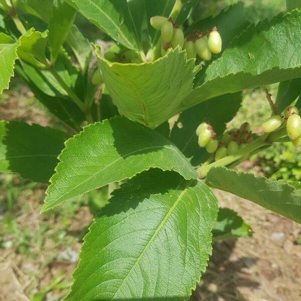 Cyphostemma crotalarioides Leaf