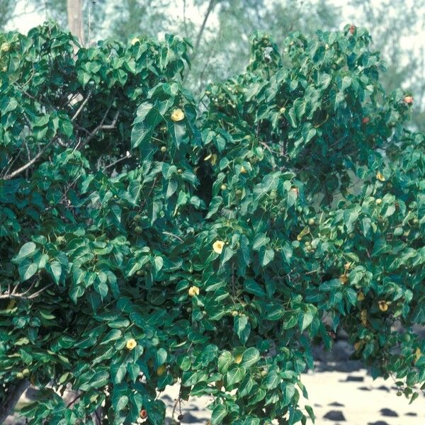 Hibiscus tiliaceus Habitus