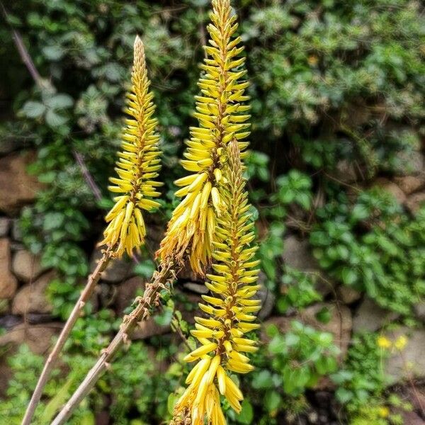 Aloe vera Flower