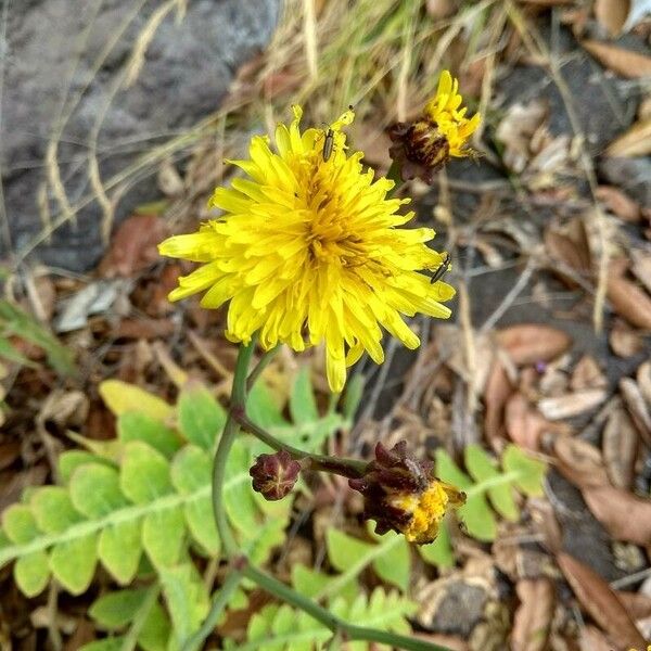 Sonchus ustulatus Floare