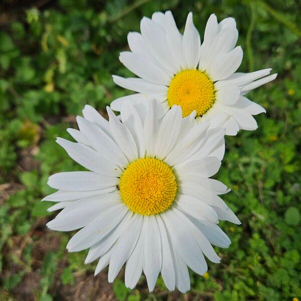 Leucanthemum ircutianum Кветка