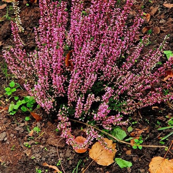 Calluna vulgaris Habitat