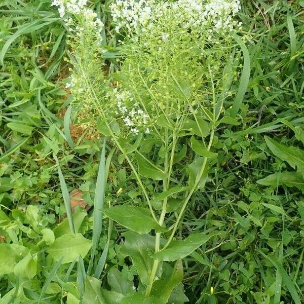 Lepidium latifolium Blüte