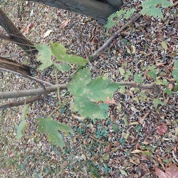 Acer pseudoplatanus Blad