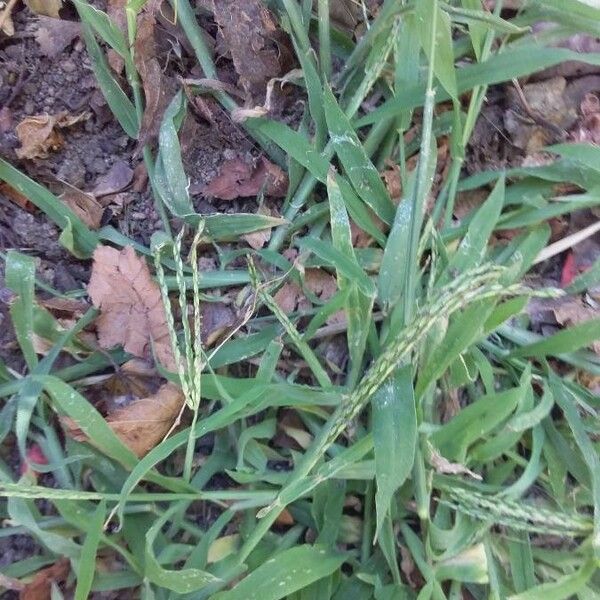 Digitaria sanguinalis Flor