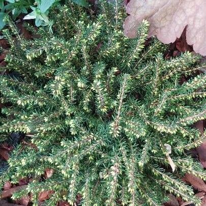 Erica erigena Leaf