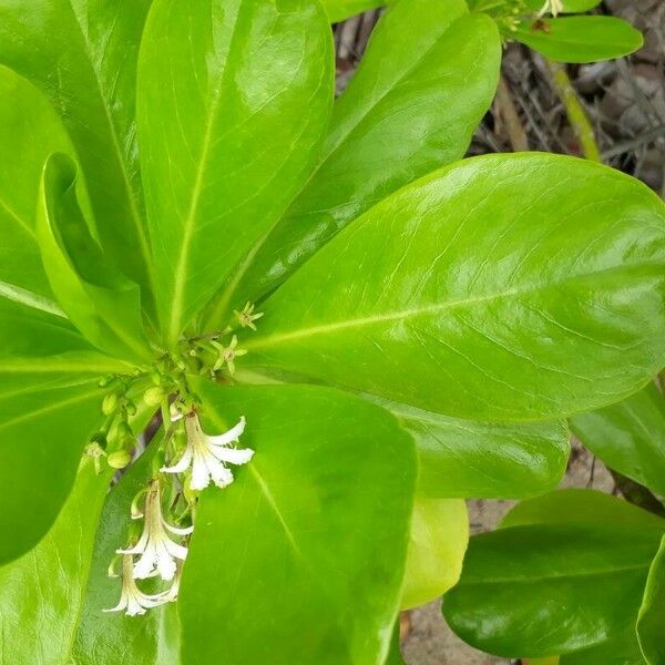 Scaevola taccada برگ