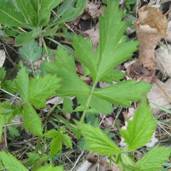 Geum aleppicum Blad