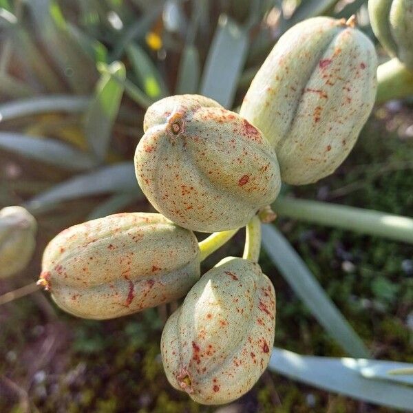 Pancratium maritimum Fruit