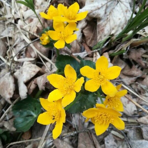 Caltha palustris Flower