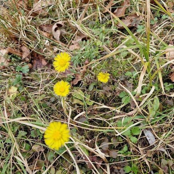 Tussilago farfara Çiçek