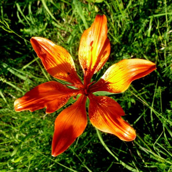 Lilium bulbiferum ফুল