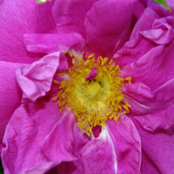 Rosa blanda Blomst