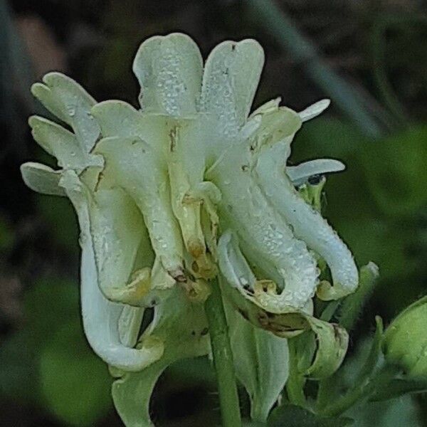 Aquilegia nigricans Fleur