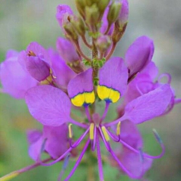 Cleome hanburyana Virág