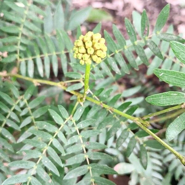 Calliandra surinamensis Кветка