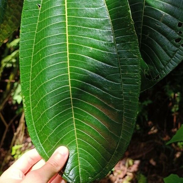 Miconia calvescens Blad