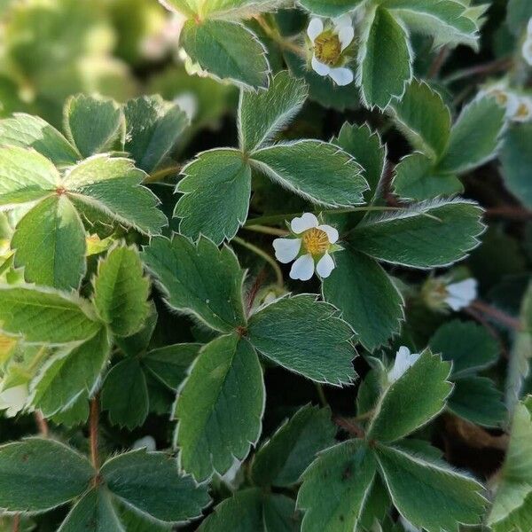 Potentilla sterilis Feuille