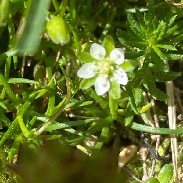 Sagina saginoides Blomma