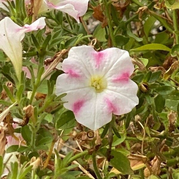 Petunia × atkinsiana Květ