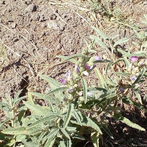 Hygrophila auriculata Liść